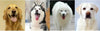 Doge Crystal Charm Free Soft Genuiner Leather Collar