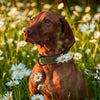 Large Soft Padded Dog Collars