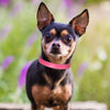 Adjustable Leather Small Dog Collar