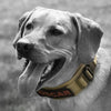 Classic Adjustable Reflective Training Military Dog Collar