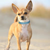 Adjustable Leather Small Dog Collar