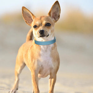 Adjustable Leather Small Dog Collar