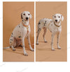 Colorful Neck ring Collar For Female Dogs