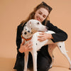 Colorful Neck ring Collar For Female Dogs