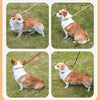 Dog Walking Leash Slip Rope Lead Leash
