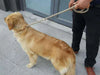 Dog Walking Leash Slip Rope Lead Leash
