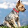 Adjustable Leather Small Dog Collar