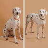 Colorful Neck ring Collar For Female Dogs