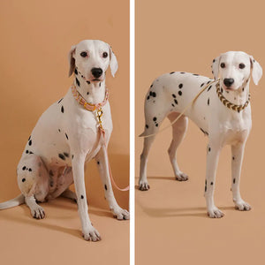Colorful Neck ring Collar For Female Dogs