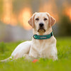 Personalized Custom Leather Dog Collar Name ID Tags