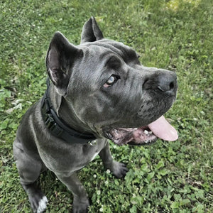 Classic Adjustable Reflective Training Military Dog Collar
