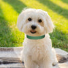 Adjustable Leather Small Dog Collar