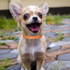 Adjustable Leather Small Dog Collar